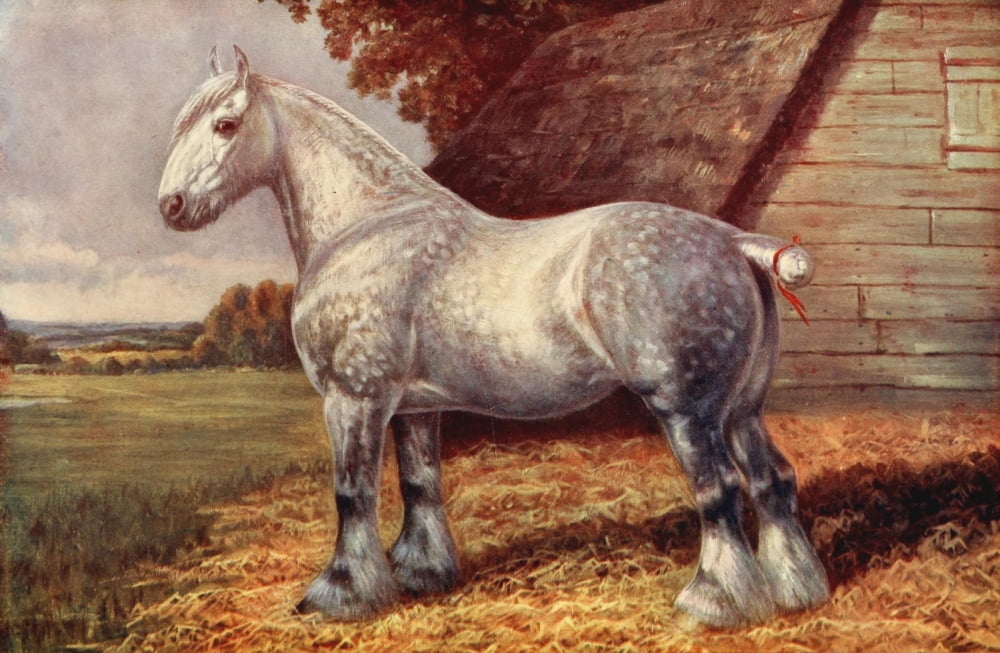 The Horse 1906 Champion shire mare Rokeby Fuchsia Canvas Art - Unknown (18 x 24)