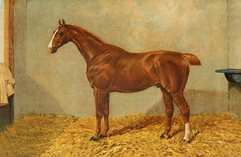 The Horse 1906 Chestnut hunter gelding Artist Canvas Art - James Clark (18 x 24)