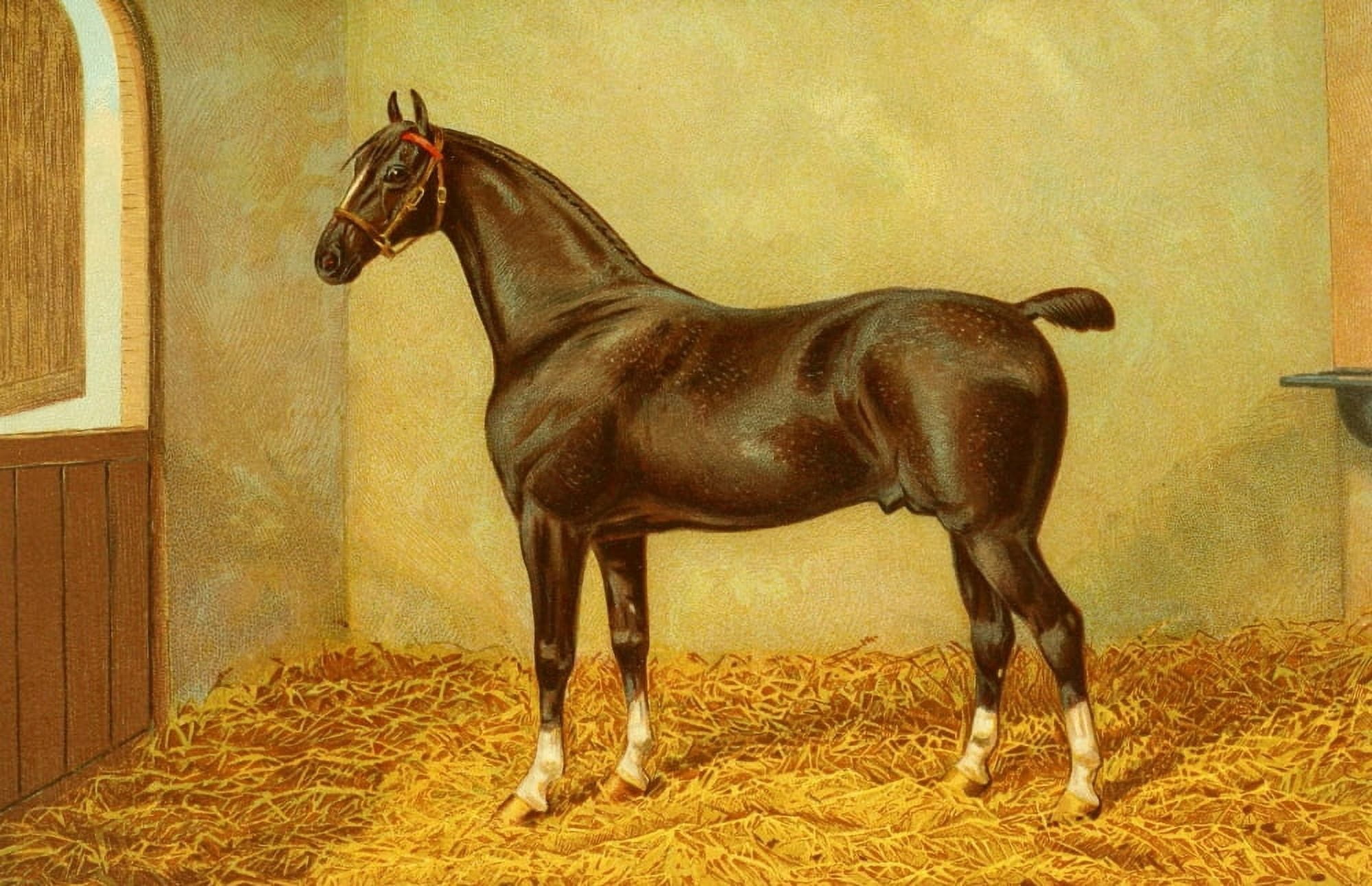 The Horse 1906 Hackney Stallion Danegelt Canvas Art - James Clark (18 x 24)