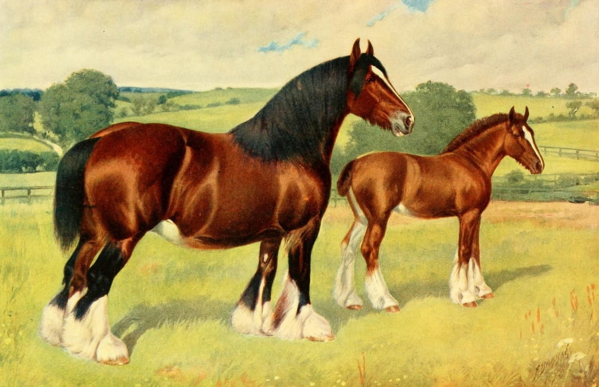 The Horse 1906 Shire Mare & Foal Wykeham Mabel Canvas Art - Frank Babbage (18 x 24)