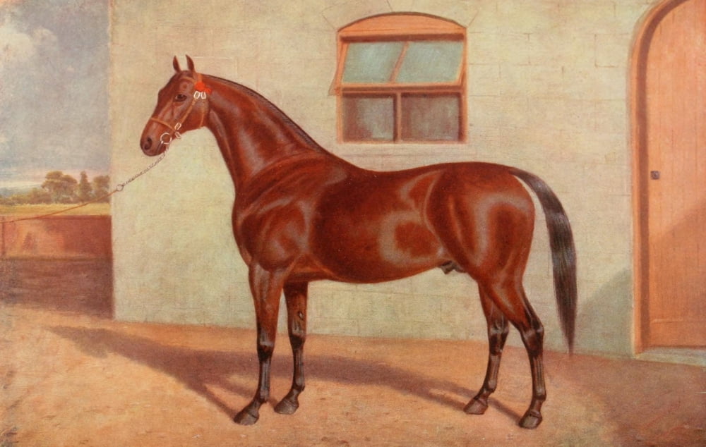 The Horse 1906 Yorkshire coach horse Mischief Canvas Art - Unknown (18 x 24)