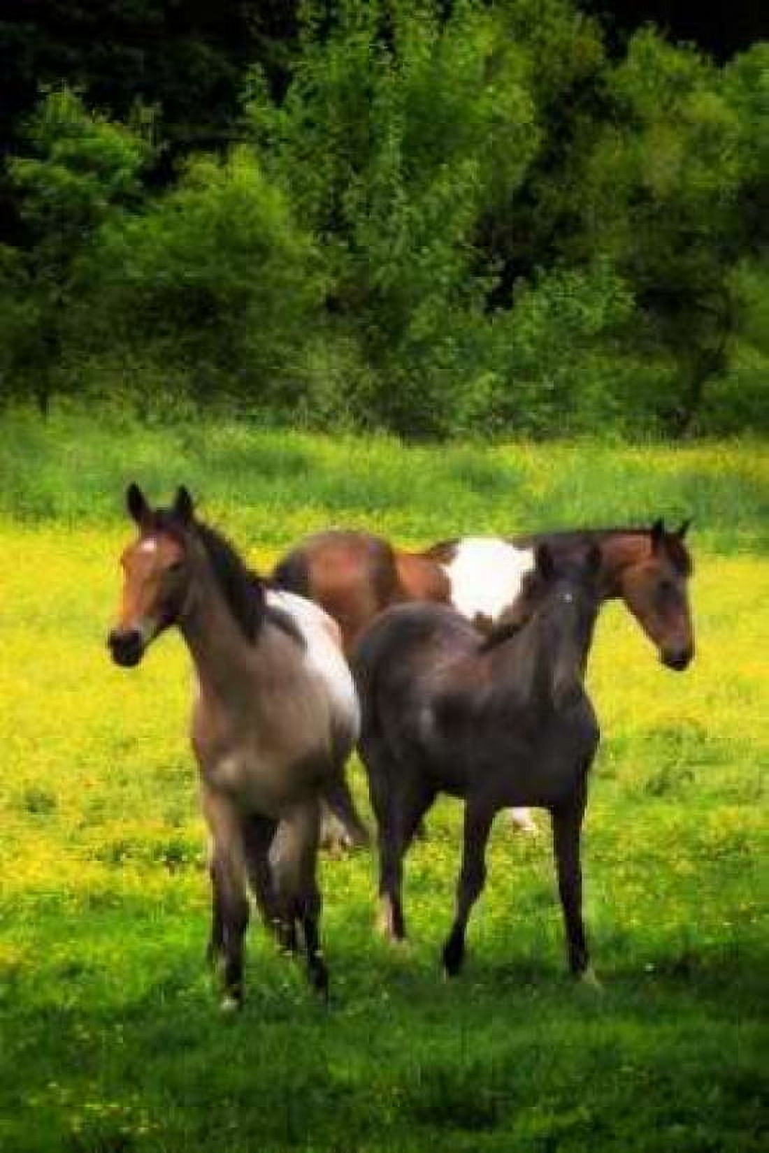 The Horses Three I Canvas Art - Alan Hausenflock (12 x 18)