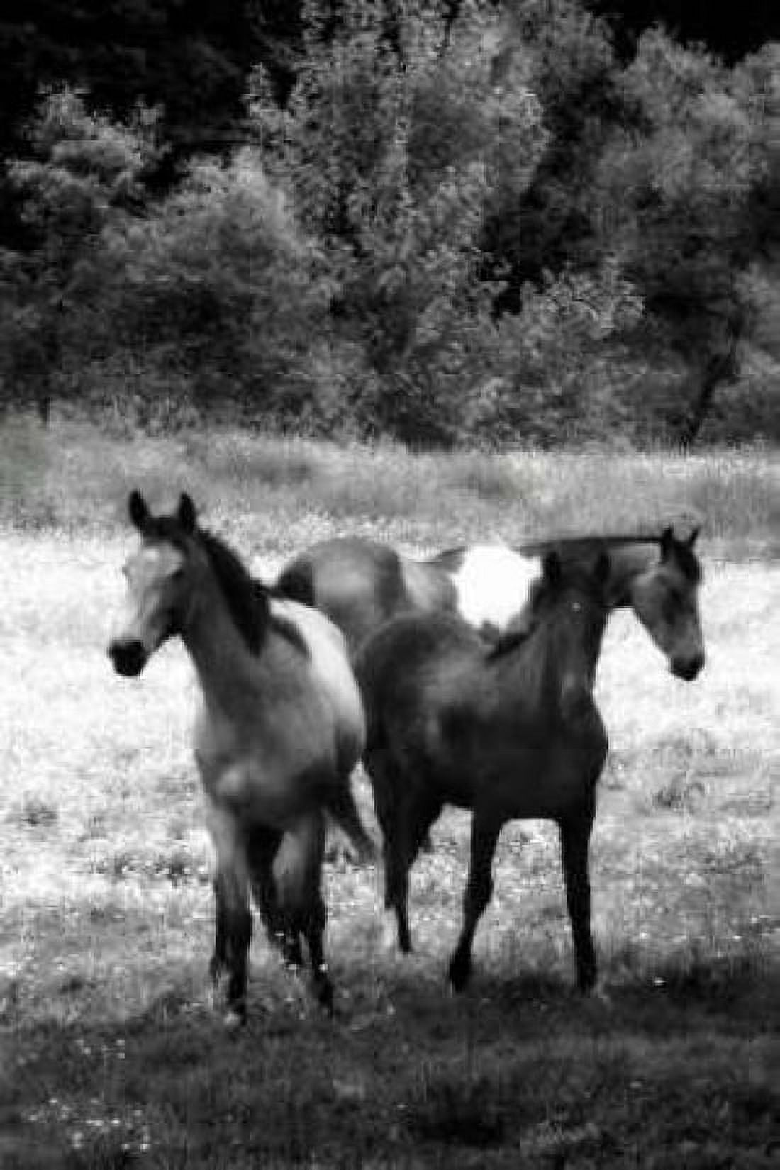The Horses Three I Canvas Art - Alan Hausenflock (12 x 18)