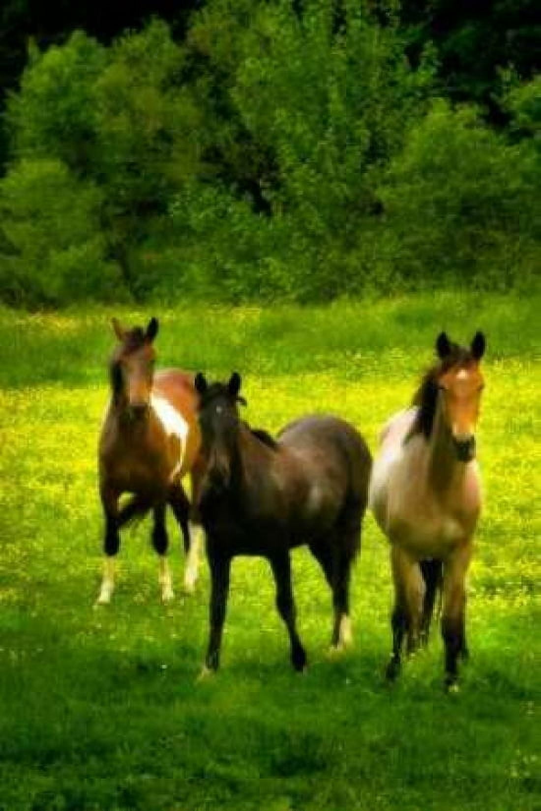 The Horses Three II Canvas Art - Alan Hausenflock (24 x 36)