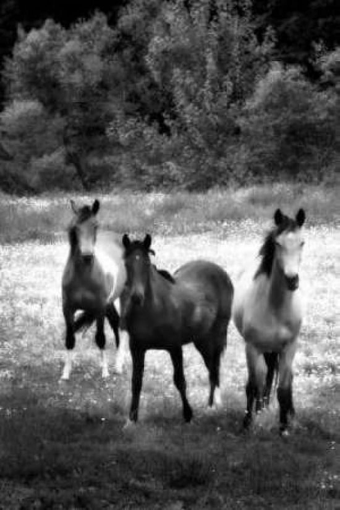 The Horses Three II Canvas Art - Alan Hausenflock (24 x 36)