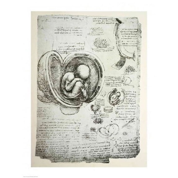 The Human Fetus in the Womb Poster Print by Leonardo Da Vinci (8 x 10)