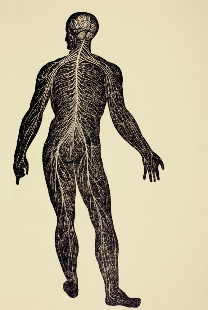 The Human Nervous System From Virtues Household Physician Published London 1924 Canvas Art - Ken Welsh Design Pics (12 x 17)