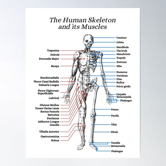 The Human Skeleton And Its Muscles, Anatomy, Vintage Poster Wall Art, Modern Wall Decor For Living Room Bedroom, 16x24 UNFRAMED
