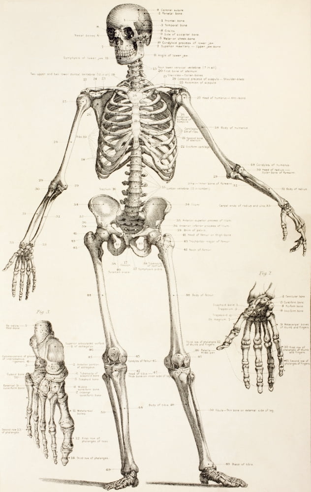 The Human Skeleton From The Household Physician Published Circa 1890 Canvas Art - Ken Welsh Design Pics (22 x 36)