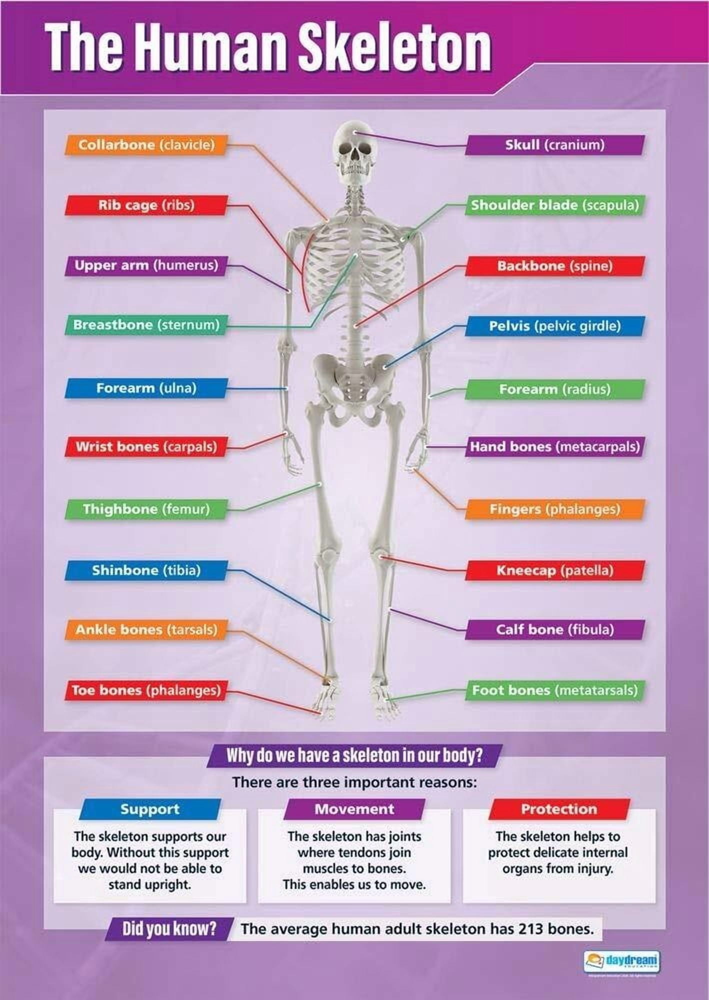 The Human Skeleton Science Classroom Poster- STEM Middle & High School ...