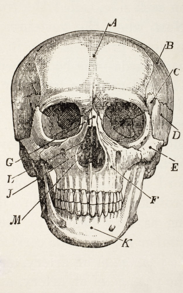 The Human Skull From The Household Physician Published Circa 1890 Canvas Art - Ken Welsh Design Pics (11 x 18)