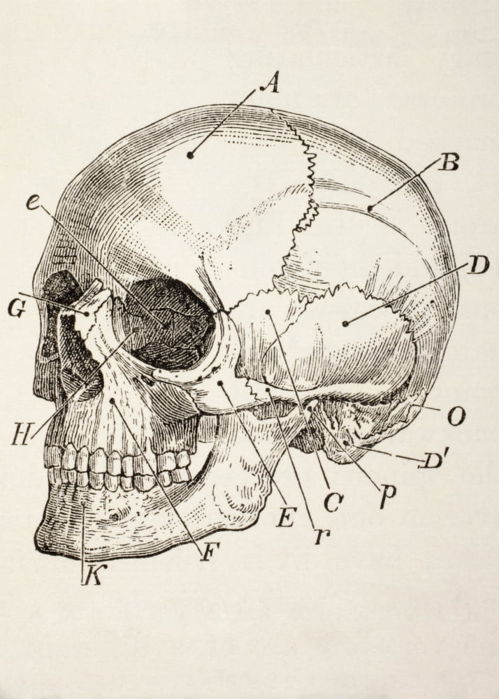 The Human Skull From The Household Physician Published Circa 1890 Canvas Art - Ken Welsh Design Pics (24 x 34)