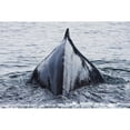 thumbnail image 1 of The Humped Back And Fin Of A Humpback Whale As It Dives To Feed In Seymour Canal In The Inside Passage Of Southeast Alas, 1 of 3