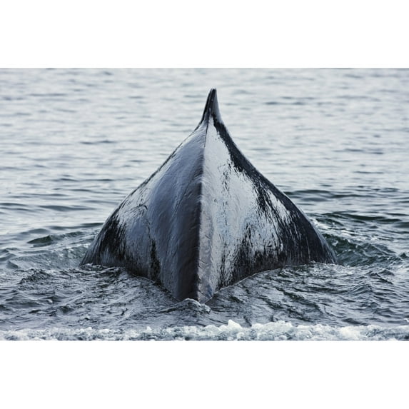 The Humped Back And Fin Of A Humpback Whale As It Dives To Feed In Seymour Canal In The Inside Passage Of Southeast Alas