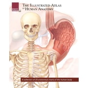 The Illustrated Atlas of Human Anatomy Paperback