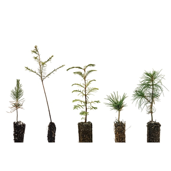 Bonsai Tree Bundle | Collection of 5 Tree Seedlings | The Jonsteen Company