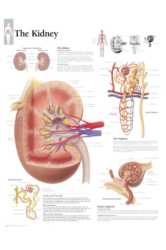 The Kidney chart : Laminated Wall Chart (Wallchart)
