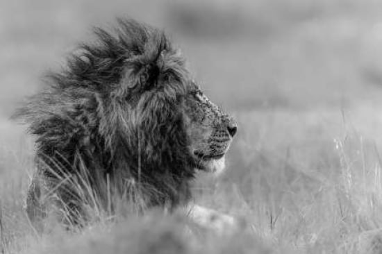 The King Is Alone Canvas Art - Massimo Mei (24 x 36)