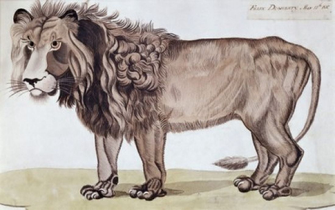 The King Of The Beasts 1810 Felix Dogherty (19th C American) Canvas Art - Felix Dogherty (24 x 36)