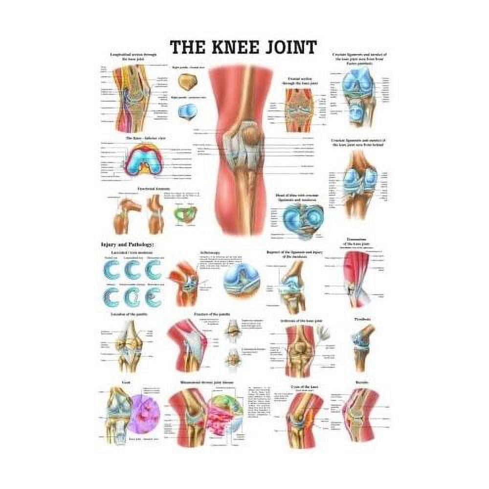 The Knee Joint Laminated Anatomy Chart