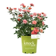 The Knock Out® Family of Roses 'The Coral Knock Out® Rose' Live Shrub in 2-Gallon Grower Pot