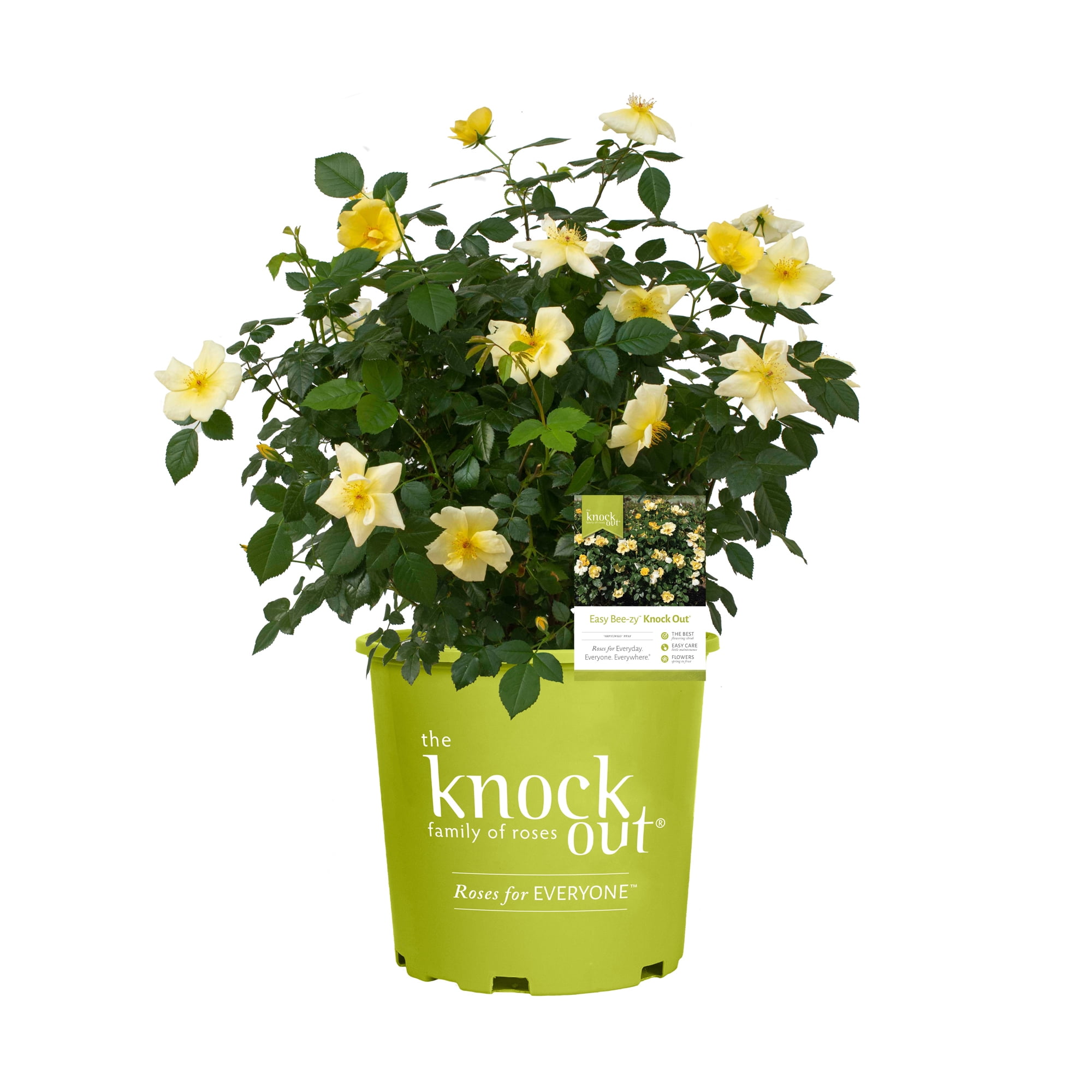 The Knock Out® Family of Roses 'The Easy Bee-zy Knock Out® Rose' Live Shrub in 2-Gallon Grower Pot