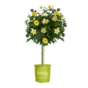 The Knock Out® Family of Roses 'The Easy Bee-zy Knock Out® Rose' Live Tree in 3-Gallon Grower Pot
