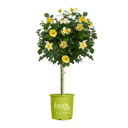 The Knock Out® Family of Roses 'The Easy Bee-zy Knock Out® Rose' Live Tree in 3-Gallon Grower Pot