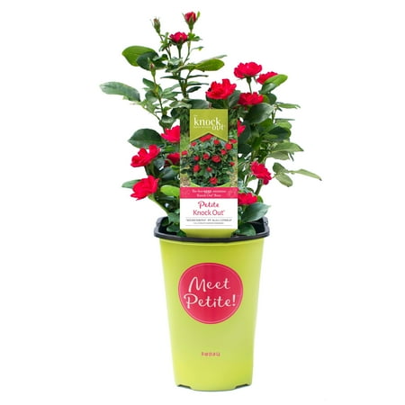 The Knock Out® Family of Roses 'The Petite Knock Out® Rose' Live Shrub in 2-Quart Grower Pot