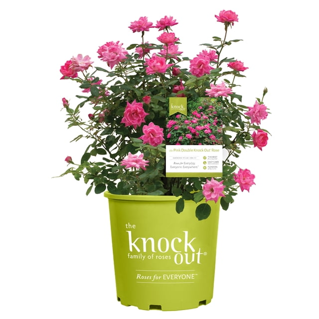 Pink Building The Knock Out® Family of Roses 'The Pink Double Knock Out® Rose' Live ...