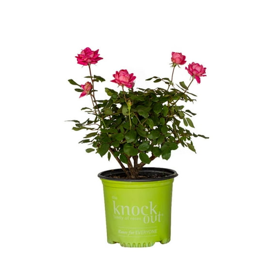 The Knock Out Family of Roses 'The Pink Double Knock Out Rose' Live Shrub in 1-Gallon Grower Pot