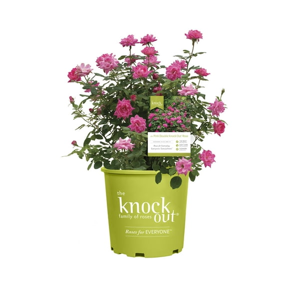 The Knock Out® Family of Roses 'The Pink Double Knock Out® Rose' Live Shrub in 2-Gallon Grower Pot