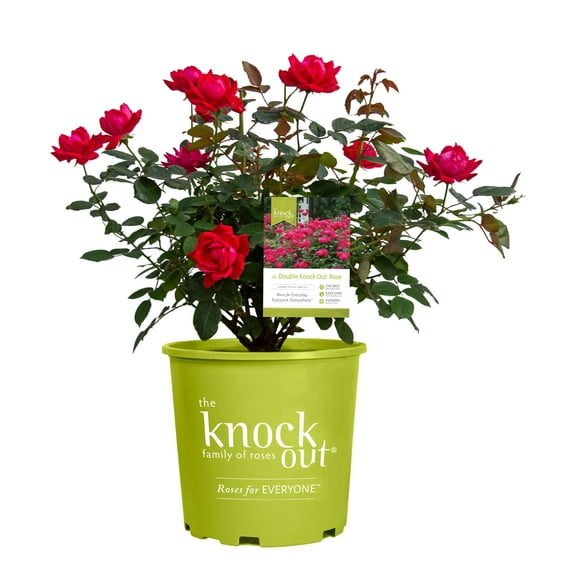 The Knock Out Family of Roses 'The Red Double Knock Out Rose' Live Shrub in 1-Gallon Grower Pot