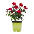 thumbnail image 1 of The Knock Out® Family of Roses 'The Red Double Knock Out® Rose' Live Shrub in 1-Gallon Grower Pot, 1 of 11