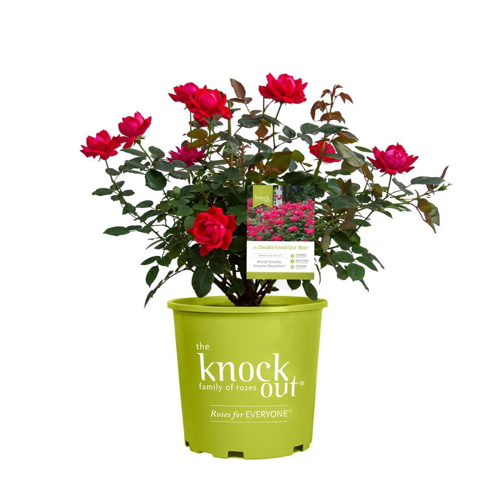 The Knock Out® Family of Roses 'The Red Double Knock Out® Rose' Live Shrub in 1-Gallon Grower Pot