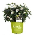 thumbnail image 1 of The Knock Out® Family of Roses 'The White Double Knock Out® Rose' Live Shrub in 2-Gallon Grower Pot, 1 of 13
