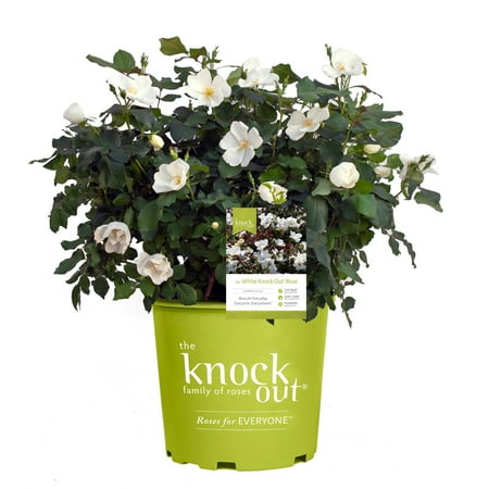 The Knock Out® Family of Roses 'The White Knock Out® Rose' Live Shrub in 1-Gallon Grower Pot