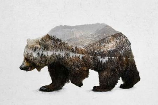 The Kodiak Brown Bear Canvas Art - Davies Babies (12 x 18)