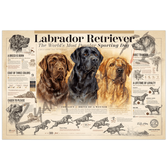 "The Labrador Retriever" Paper Art Print