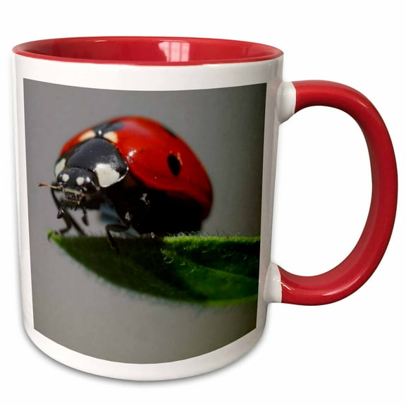 3drose, the Ladybug - Ladybug, Macro, Beetle, Bug, Insect, Lady Cow, Lady Fly, 11oz Two-tone Red Mug