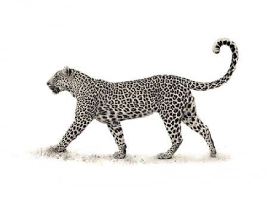 The Leopard Canvas Art - Mario Moreno (22 x 28)