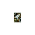 thumbnail image 1 of Pre-Owned The Library Card Paperback, 1 of 1