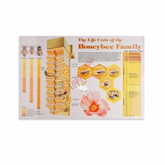 The Life Cycle of The Honeybee Family Reference Poster Canvas Painting Posters And Prints Wall Art for Living Room Bedroom Decor