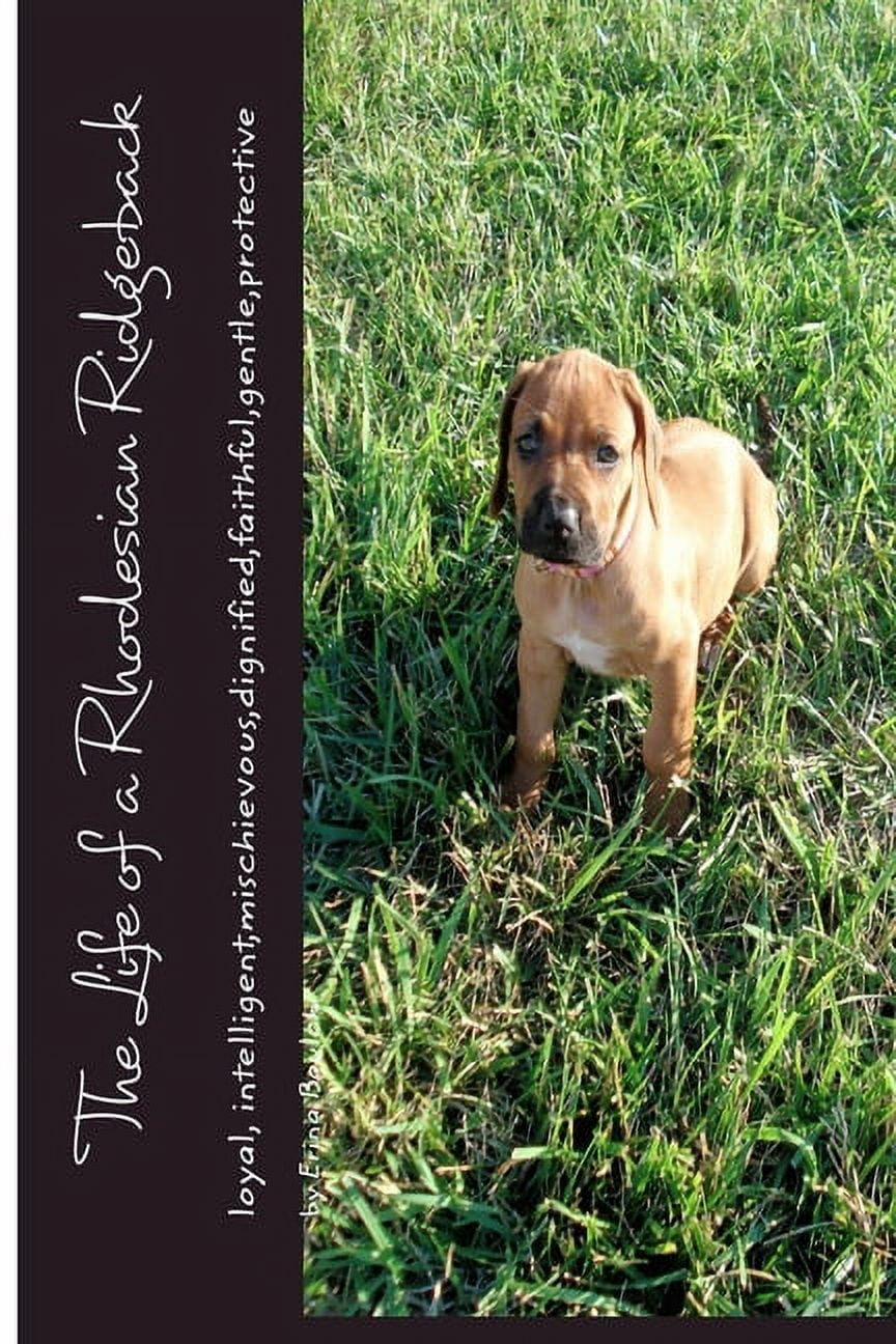 The Life of a Rhodesian Ridgeback: loyal, intelligent, mischievous ...
