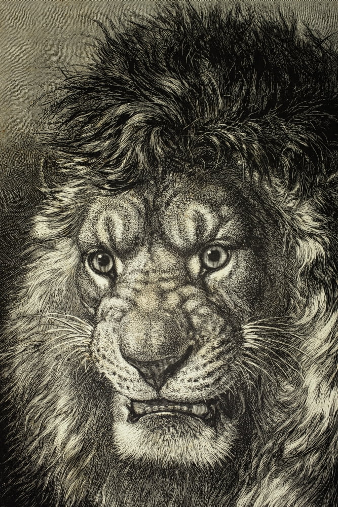 The Lion King Of Beasts From El Mundo Ilustrado Published Barcelona 1880 Canvas Art - Ken Welsh Design Pics (24 x 36)