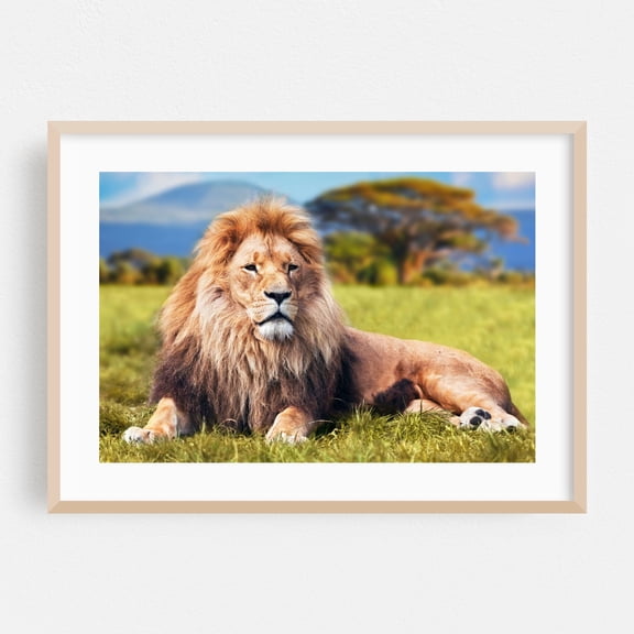 The Lion King - Photography Wildlife Animal Nature Wilderness Portrait Scenic Oak Framed Wall Art Print 20 x 30 inches