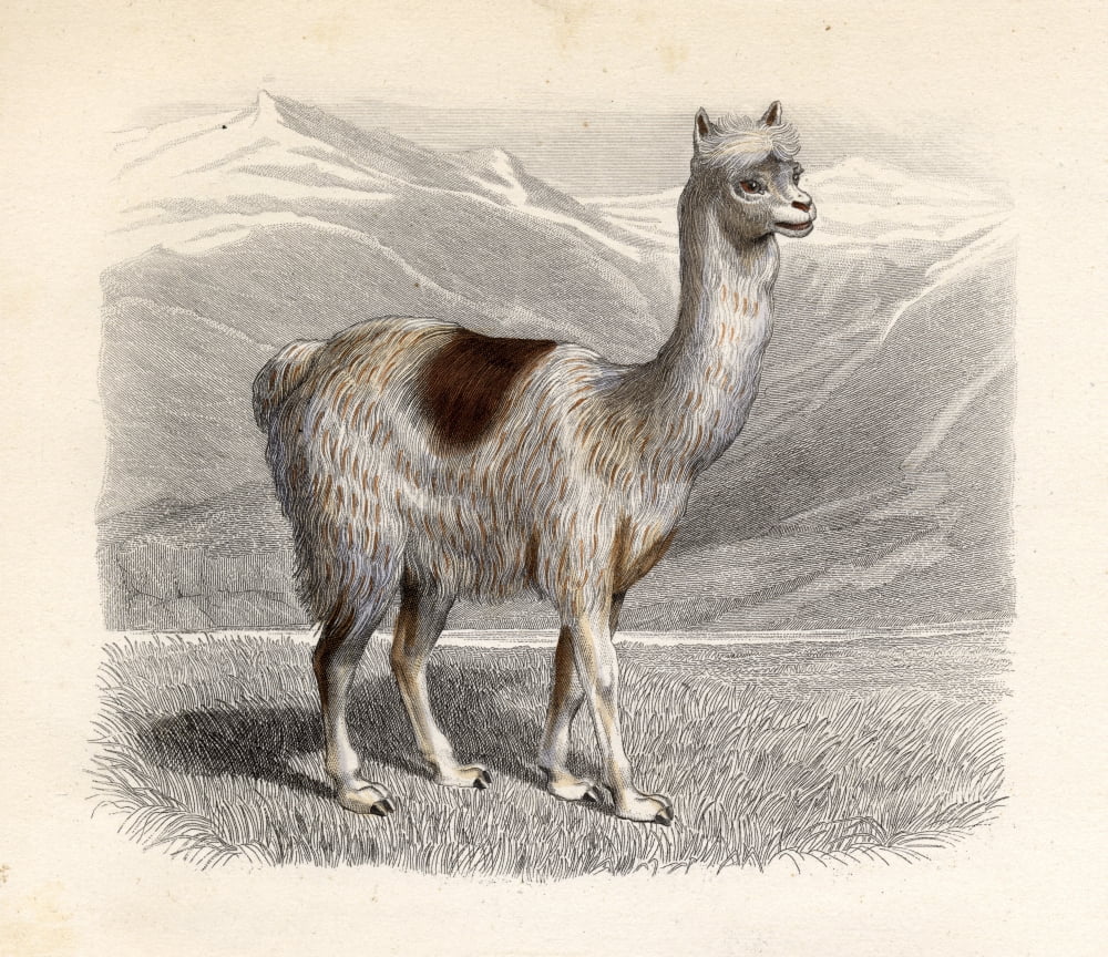 The Llama Drawn By H Gobin Engraved By Ramus Canvas Art - Ken Welsh Design Pics (16 x 14)