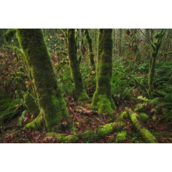 The Lush Rainforest Of Goldstream Provincial Park; British Columbia Canada by Robert Postma / Design Pics