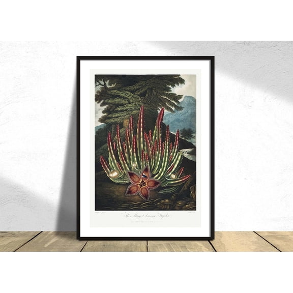 The Maggot Bearing Stapelia Temple Of Flora Robert John Thornton Vintage Poster Plants Old Illustration Flowers, Unframed Paper Poster 8x10in