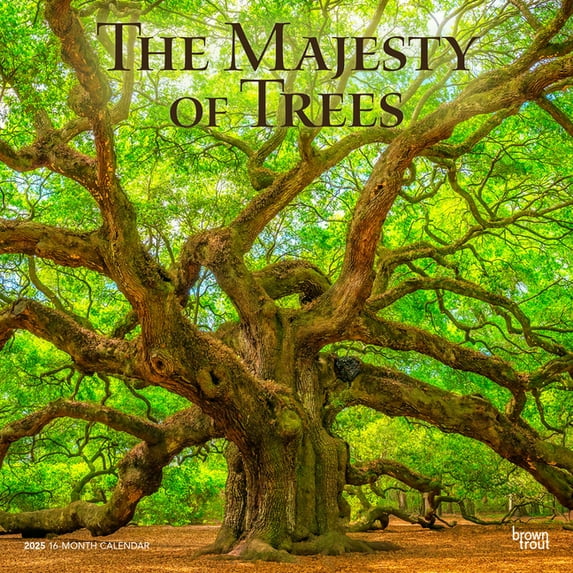 Majesty of Trees 2025 12 X 24 Inch Monthly Square Wall Calendar Plastic-Free (Wall)